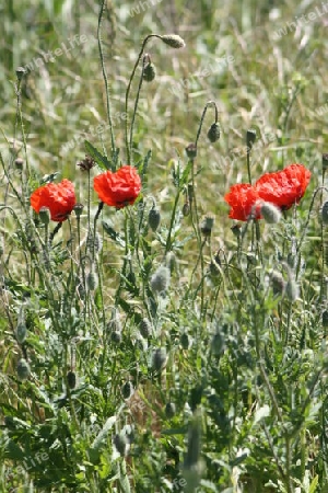 Wilder Mohn