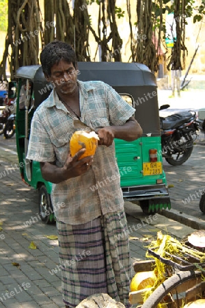 Verkauf von K?nigskokosnuss in Sri Lanka