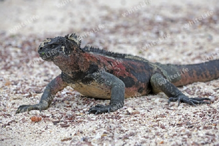 Meerechsen (Amblyrhynchus cristatus), Unterart der Insel Espanola,  Galapagos, Unesco Welterbe, Ecuador, Suedamerika