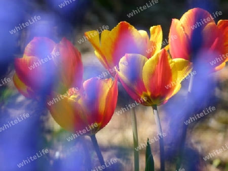 Tulpen und blaue Bl?mchen  4