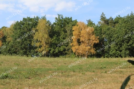 Birken am Waldrand