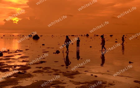 A Beach on the Island of Ko PhiPhi on Ko Phi Phi Island outside of the City of Krabi on the Andaman Sea in the south of Thailand. 