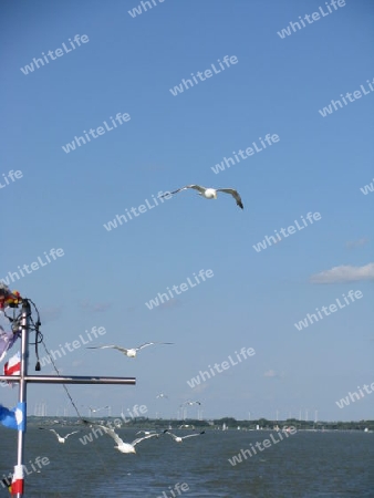 Schiff mit Moewen im Flug