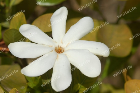 Tiare - Gardenia taitensis