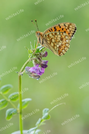 Stiefmuetterchen Perlmutterfalter