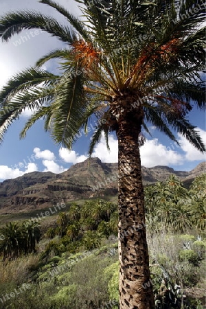 the Landscape near mountain Village of  Fataga in the centre of the Canary Island of Spain in the Atlantic ocean.