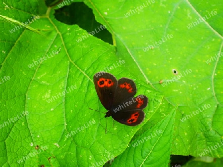 Schmetterling IV