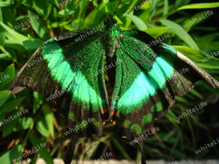 Exotischer Schmetterling