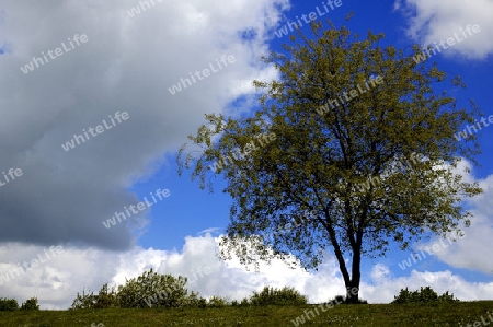 Baum und Wolke