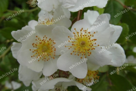 Weisse Heckenrosenblueten