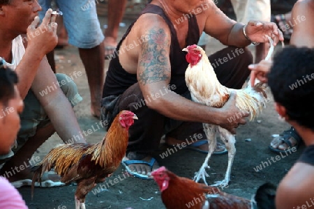 Asien, Indonesien, Bali, Nusa Lembongan, Huehner, Haennenkampf, Hahnenkampf, Tier, Wettspiel,
Menschen und Haenne bei einem traditionellen Haennenkampf auf der Insel Nusa Lembongan bei Bali im osten von Indonesien.       (Urs Flueeler) 