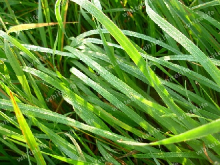 Gras