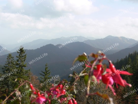 Blick durch Blumen in die Berge