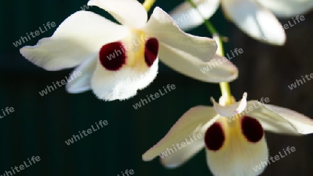 Orchidee