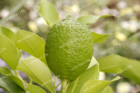 Lemon tree