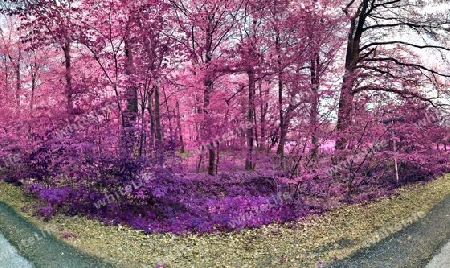 Beautiful pink and purple infrared panorama of a countryside landscape with a blue sky.