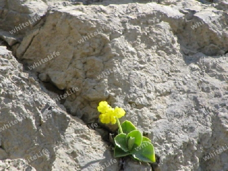 Schluesselblume in Felsspalte in den Alpen