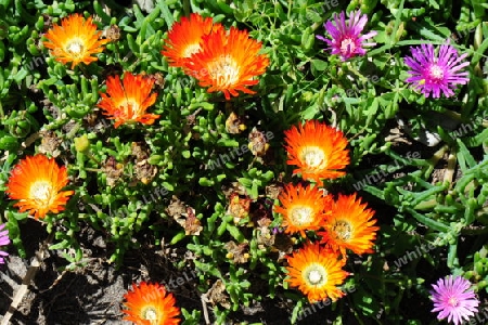 Mittagsblume - Lampranthus