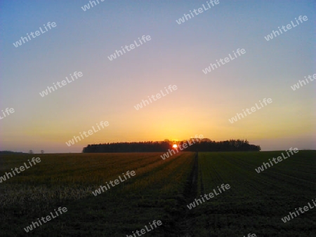 Sonnenuntergang hinter einem Wald