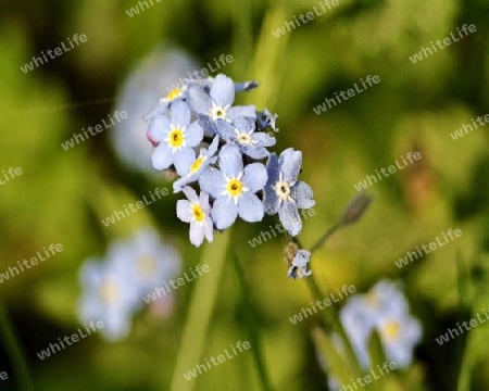 Vergissmeinnicht Blumen