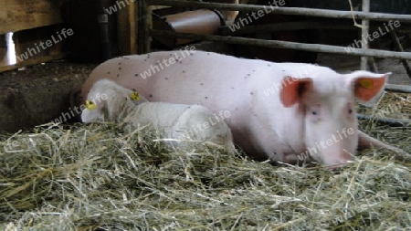 Lamm w?rmt sich bei Schwein