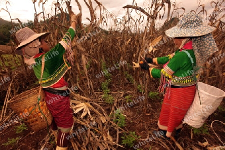 Traditionell gekleidete Frau von einem Stamm der Dara-Ang bei ernten von Maiskolben in einem Maisfeld beim Dof Chiang Dao noerdlich von Chiang Mai im Norden von Thailand.