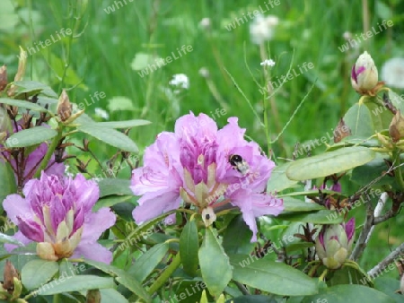 Hummel auf Rhododendron