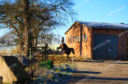 Wild brown horse jumping around