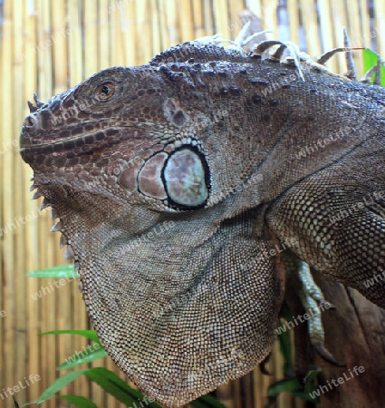 profil von einem weiblichen gr?nen leguan