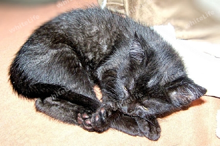 schwarzes Katzenbaby