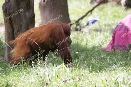 Orang Utan - Pongo pygmaeus