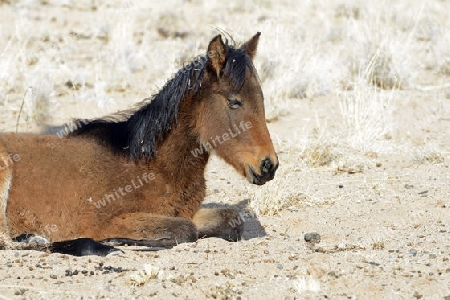 Wildpferd, Fohlen in Garub bei Aus, Namibia, Afrika