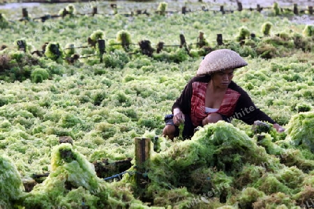 Asien, Suedost, Indonesien, Bali, Insel, Nusa Lembongan, Landschaft, Natur, Meer, Kuestet, Alltag, Wirtschaft, Seegras, Plantage, Rohstoff, Ernte, Frau,  (Urs Flueeler) 