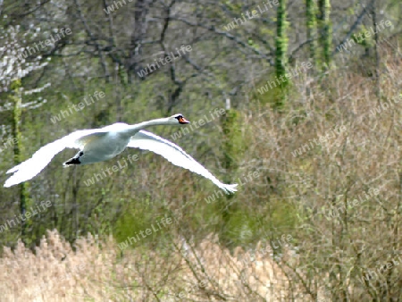 Schwan im Flug