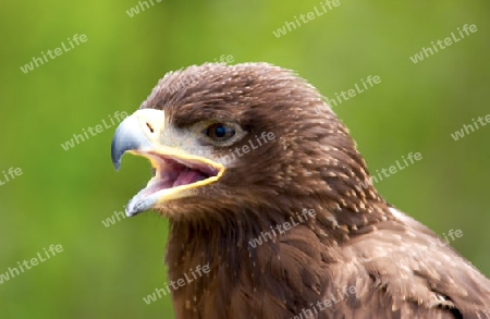 Junger Weisskopfseeadler