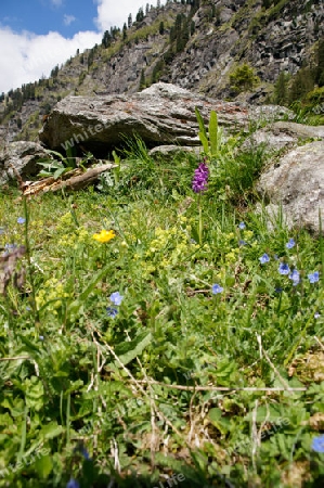 Orchideen in Bergwiese