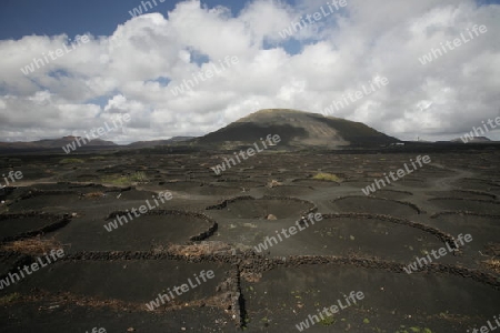 The wine agraculture in the volcanic Hills on the Island of Lanzarote on the Canary Islands of Spain in the Atlantic Ocean.
