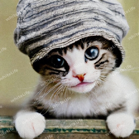 Katze mit Hut