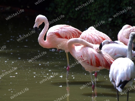 Flamingos im Wasser