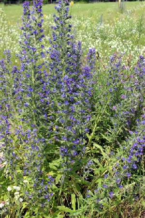 Sommerzeit, Weide mit  Wildblumen