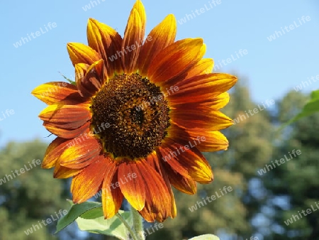 Sonnenblume