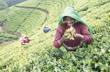 Asien, Indischer Ozean, Sri Lanka,
Eine Tamilische Frau beim pfluecken von Teeblaettern im Tee Anbaugebiet von Nuwara Eliya in Zentralen Gebierge von Sri Lanka. (URS FLUEELER)






