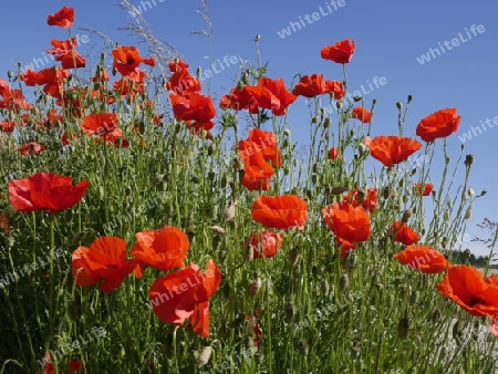 Klatschmohn