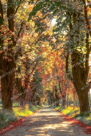 Allee im Herbstglanz