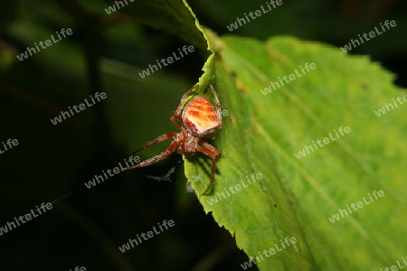 Kreuzspinne (Araneus)