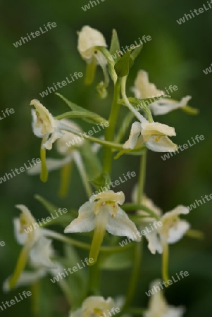 Platanthera bifolia, Wei?e Waldhyazinthe