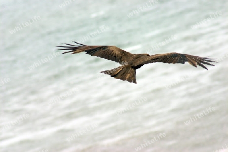 Black kite, Milvus migrans