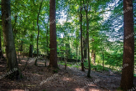 Einsamer Waldfriedhof irgendwo im Spessart