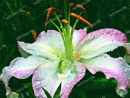 gladiole