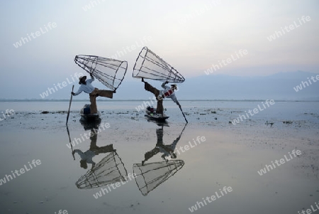 Fishermen at sunrise in the Landscape on the Inle Lake in the Shan State in the east of Myanmar in Southeastasia.